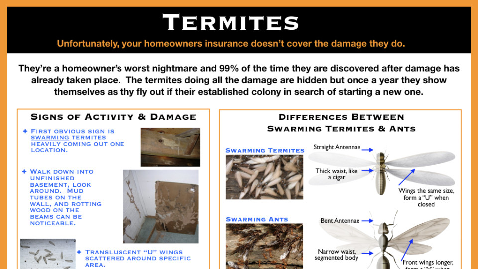 Swarming Termites and Termite Damage Examples